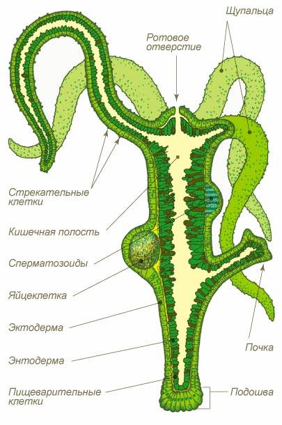 Кракен новый сайт